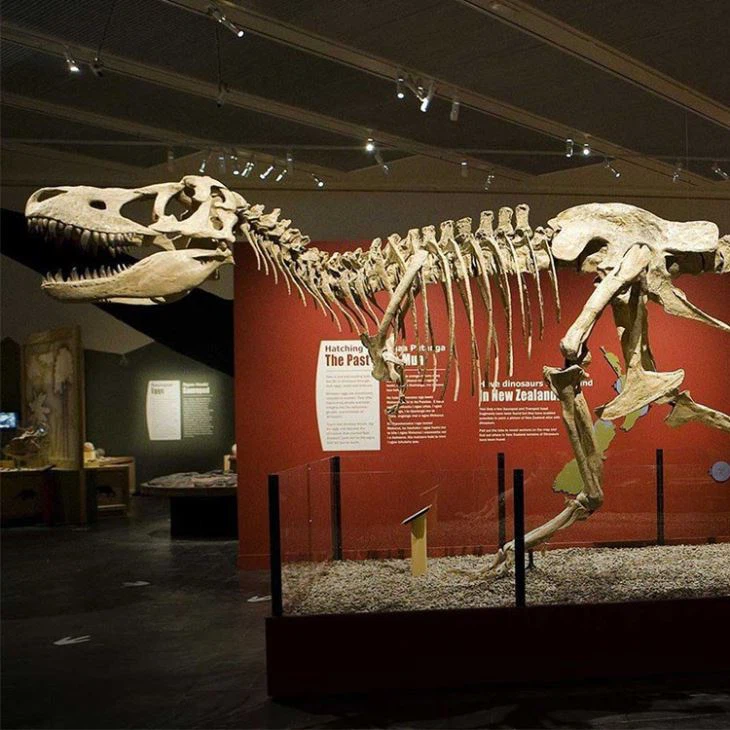 High Quality Attraction Dinosaur Skeleton